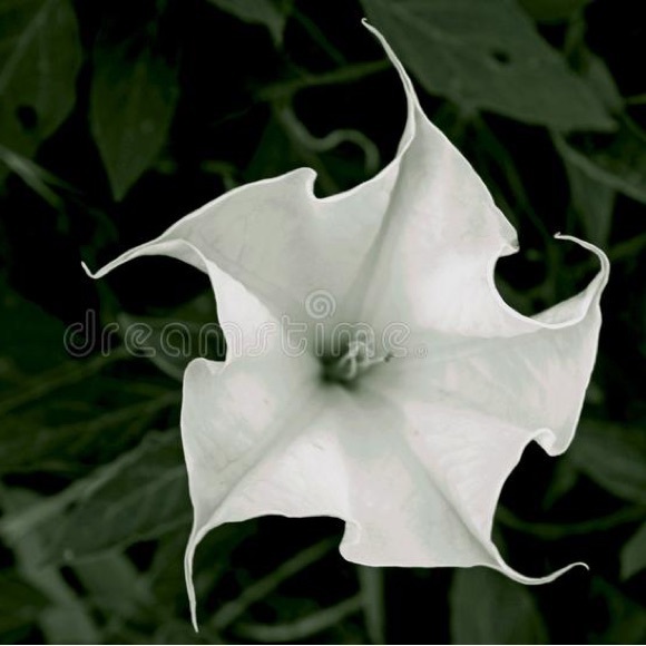 moonflower41